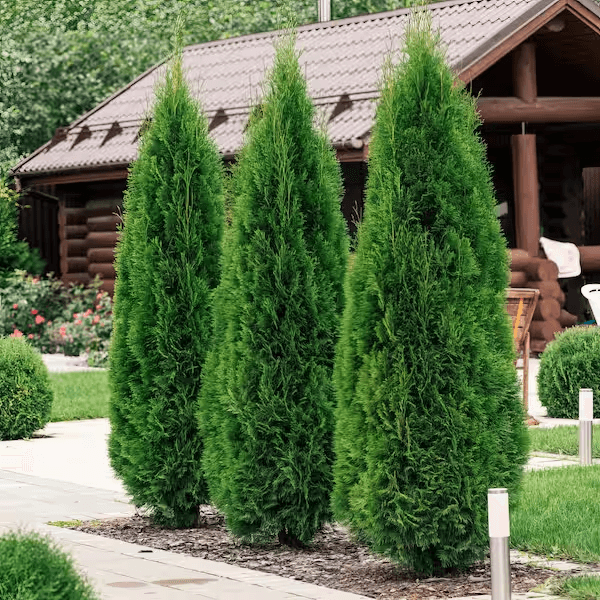 Pyramidal 3-4' Tall